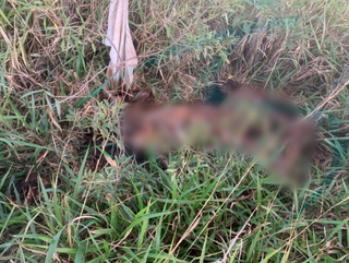 Corpo foi encontrado em avançado estado de decomposição em área rural da região de Maracaju (Foto: Maracaju Speed)