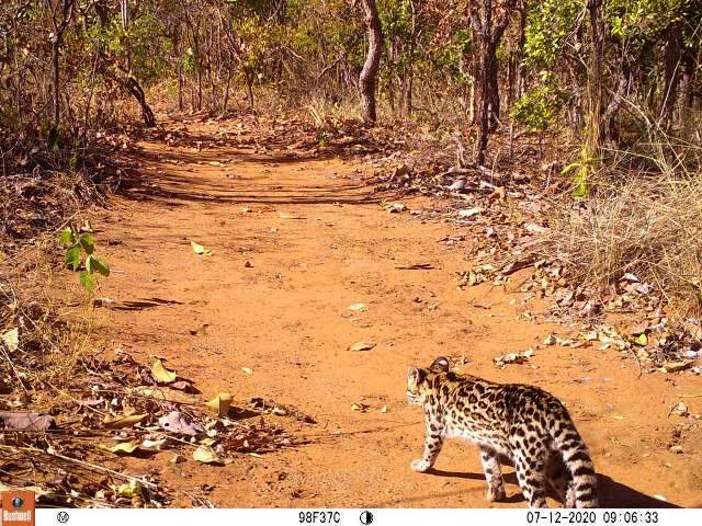 Em 40 anos, felino raro que surpreendeu pesquisadores apareceu s&oacute; 4 vezes em MS