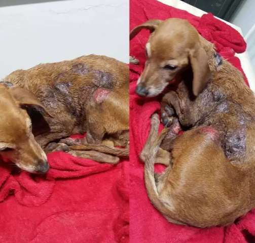 &ldquo;Bolinha&rdquo; chega em casa queimada e dona denuncia maus-tratos 