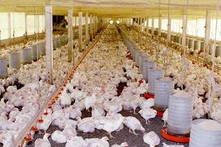 Produção de frango apresentou crescimento no Estado (Foto: Divulgação)