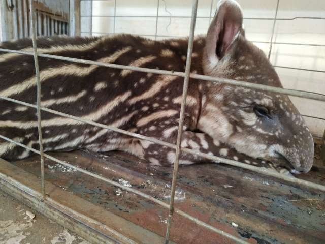 Filhotinho de anta &eacute; capturado ap&oacute;s ser abandonado pela m&atilde;e em fazenda