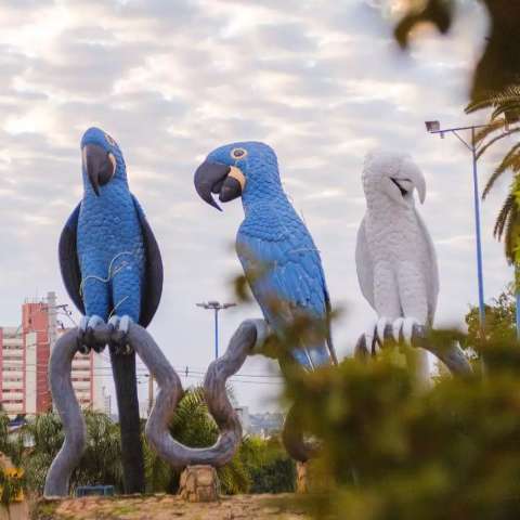 Arara "some" e artista faz mistério sobre projeto que envolve banco