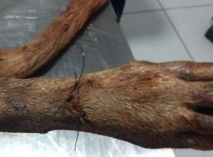 Homem que cortou testículos de cachorro é multado em R$ 6 mil