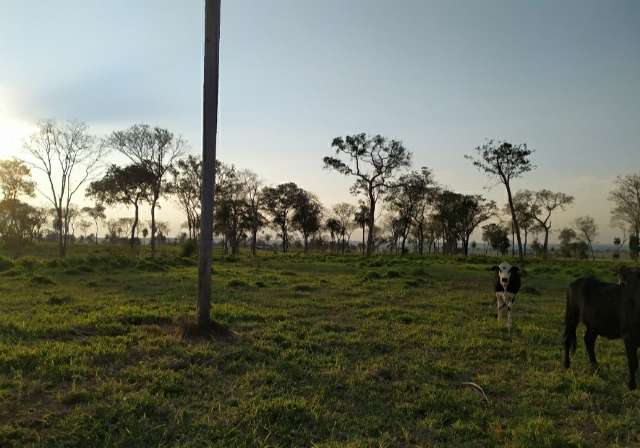  Fazendeiro &eacute; multado por desmatar &aacute;rea de preserva&ccedil;&atilde;o para abrir pasto 