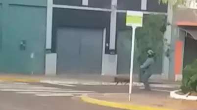 Porquinho escapa e d&aacute; &ldquo;baile&rdquo; em grupo de pessoas no Centro