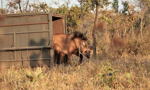 Escolhido para c&eacute;dula de R$ 200, lobo-guar&aacute; sofre amea&ccedil;a de extin&ccedil;&atilde;o