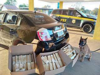 Cão da PM ajudou a localizar tabletes de maconha em veículo abordado pela PRF (Foto: Sidney Assis)
