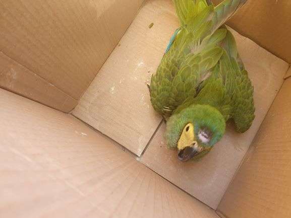 S&oacute; hoje, PMA resgatou cinco animais silvestres feridos ou fora de seu habitat