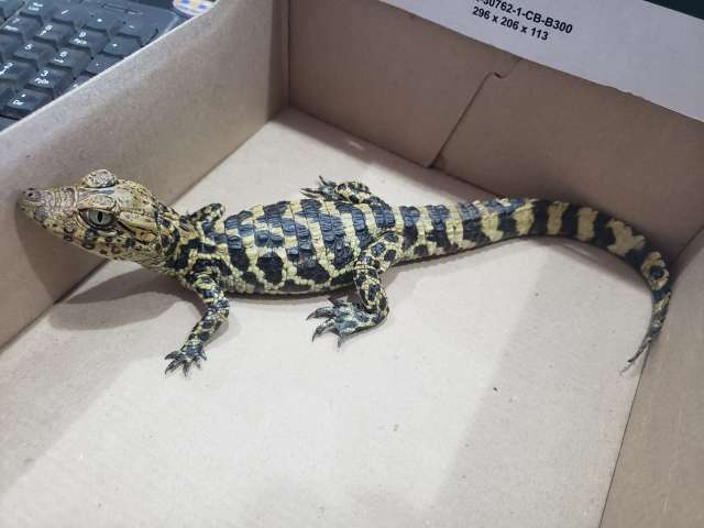 Menino abandona filhote de jacar&eacute; em pet shop de Campo Grande