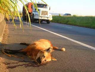Lobo-guará atropelado em rodovia brasileira, situação é uma das preocupantes em MS (Foto: Adriano Gambarini/Sou Amigo do Lobo)