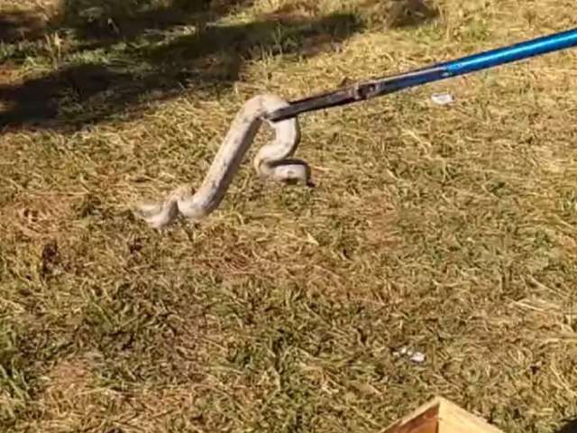 Jiboia &eacute; capturada dentro de p&aacute;tio de condom&iacute;nio