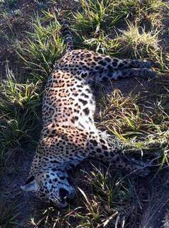 Animal foi encontrado às margens da rodovia MS-332 (Foto: PMA/Divulgação)