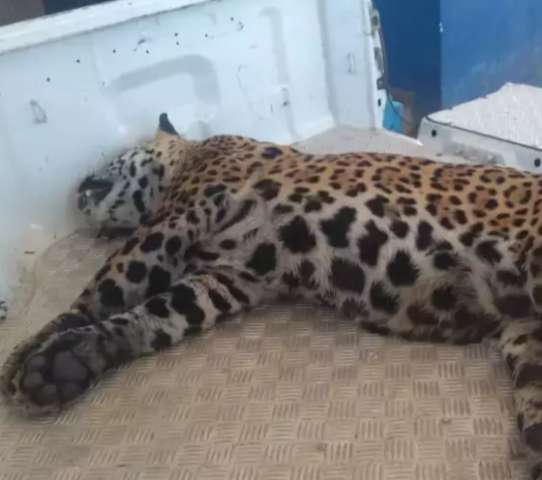 On&ccedil;a-pintada &eacute; atropelada e morta em rodovia no Pantanal