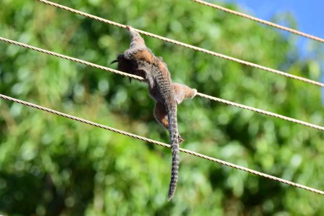 Macaco sagui morre eletrocutado em fios el&eacute;tricos na Capital