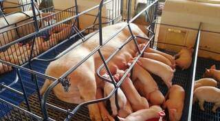 Produção de suínos em Mato Grosso do Sul (Foto: Semagro)