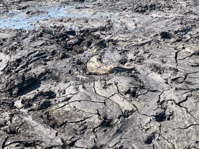 Castigado sem chuvas e v&iacute;tima do fogo, Pantanal agora exibe &ldquo;vidas secas&rdquo; 