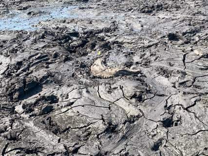 Castigado sem chuvas e vítima do fogo, Pantanal agora exibe “vidas secas” 