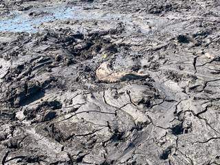 Corpo sem vida de um jacaré até fica escondido em meio a lama sem água na Serra do Amolar (Foto: Divulgação/IHP)
