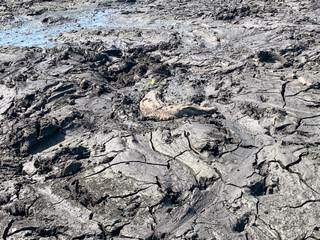 Corpo sem vida de um jacaré até fica escondido em meio a lama sem água na Serra do Amolar (Foto: Divulgação/IHP)