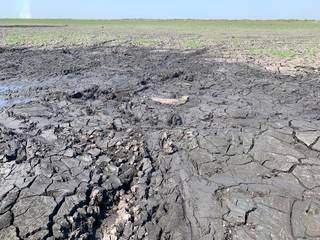 Imagem parece indicar que jacaré não alcançou a parte verde e morreu pela falta de água (Foto: Divulgação/IHP)