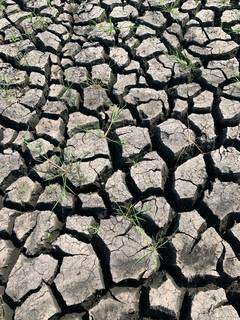 Vidas secas na terra esturricada em bacias da Serra do Amolar (Foto: Divulgação/IHP)
