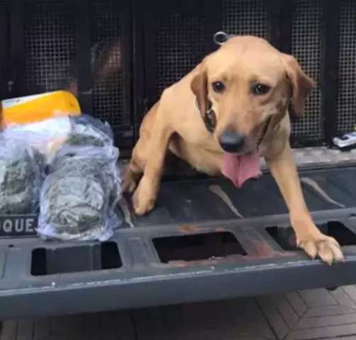 Traficante tenta despachar maconha em ag&ecirc;ncia do Centro e acaba preso