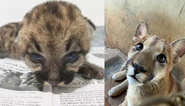 On&ccedil;a resgatada ainda beb&ecirc; volta &agrave; natureza j&aacute; adolescente