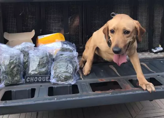  Pelos Correios, traficante tentou despachar maconha para SP, RJ e RS