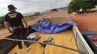 Policial do DOF após encontrar tabletes de maconha escondidos sob carga de milho. (Foto: Divulgação)