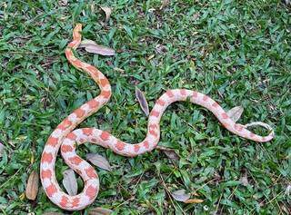 A &#34;Corn Snake&#34;, encontrada na fauna americana (Foto/Divulgação: Cras)
