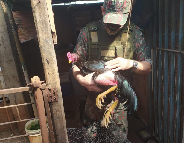 Pedreiro &eacute; multado por fazer rinha e manter aves em gaiolas apertadas 