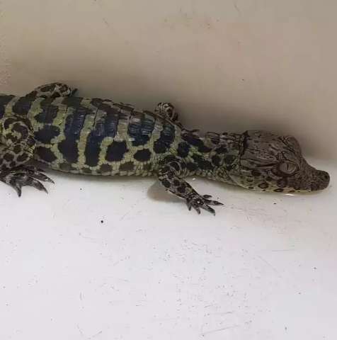 Filhote de jacar&eacute; abandonado em pet shop foi &lsquo;adotado&rsquo; por universidade