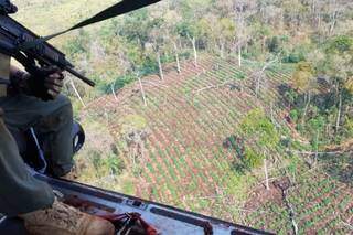 Agentes usaram helicópteros para identificar plantações de maconha.(Foto: SENAD)