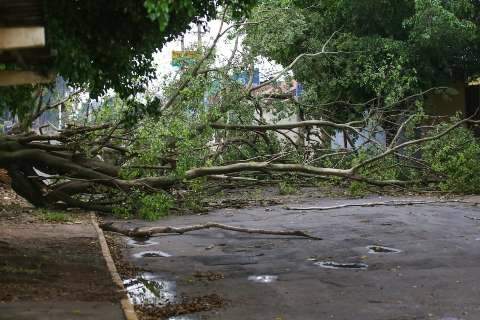 Após quase 2 meses, temporal derruba árvores e luz em bairros da Capital