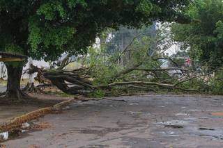 Árvore caída na Avenida José Nogueira Vieira no bairro Tiradentes (Foto: Marcos Maluf)