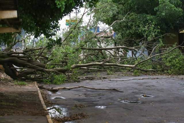 Ap&oacute;s quase 2 meses, temporal derruba &aacute;rvores e luz em bairros da Capital