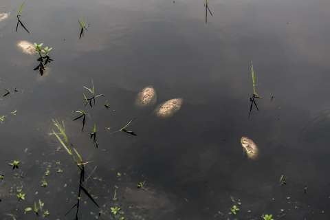 Aposentado vai pescar, flagra peixes mortos e mau cheiro em lago da Capital