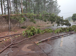 Árvores cairam em fiação deixando vários bairros sem energia (Foto: divulgação)