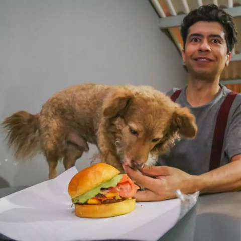 Tchoco, o cachorro fora da lei, vira &ldquo;dono&rdquo; e modelo de hamburgueria