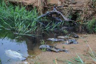 Aposentado vai pescar, flagra peixes mortos e mau cheiro em lago da Capital