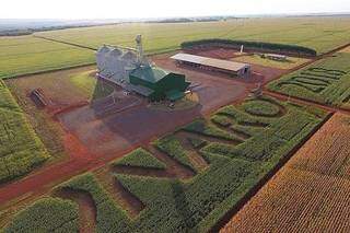 Nome de Bolsonaro foi desenhado em plantação de soja em 2018 (Foto: Região News)