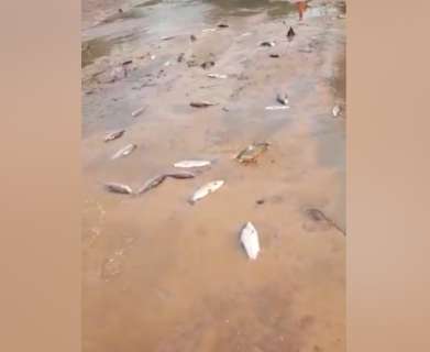 N&iacute;vel da &aacute;gua cai e peixes agonizam at&eacute; a morte no Rio Correntes