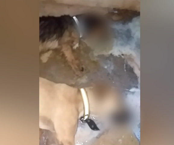 Moradores denunciam matan&ccedil;a de c&atilde;es e gatos na Vila Fernanda 