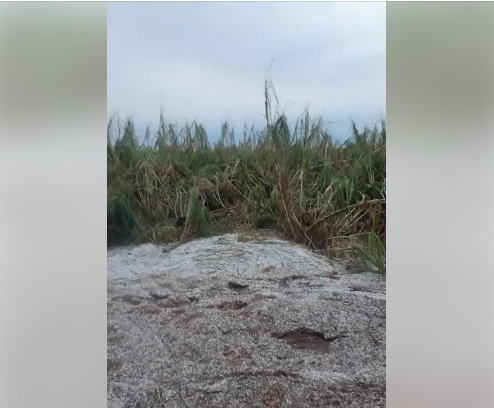 Lavoura de cana em usina &eacute; tomada por &quot;tapete&quot; de gelo