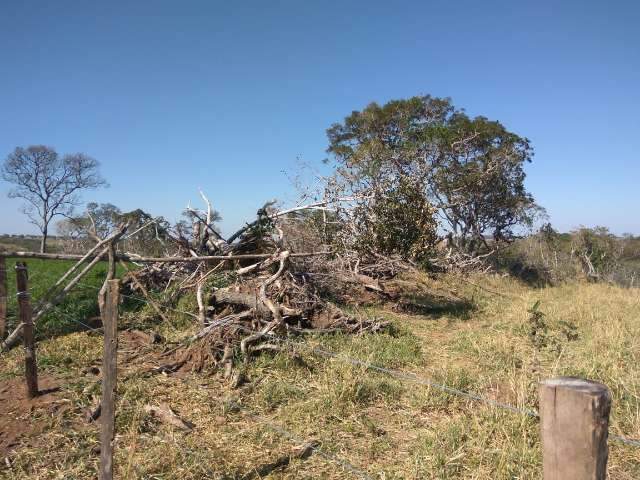 Fazendeiro &eacute; multado em R$ 183,7 mil por desmatamanto ilegal do Cerrado 