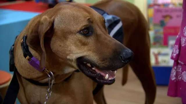 Projeto prev&ecirc; multa de R$ 1 mil e perda de guarda para quem maltratar pets