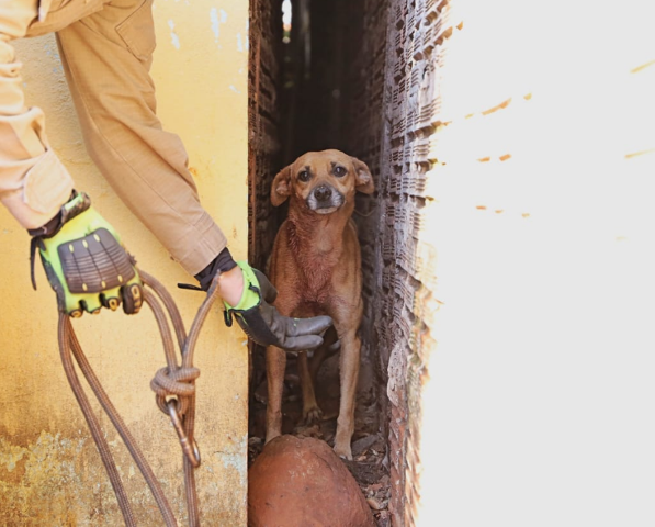 No frio de 6&ordm;C, vizinho acorda cedo para socorrer c&atilde;o atacado por pit bulls