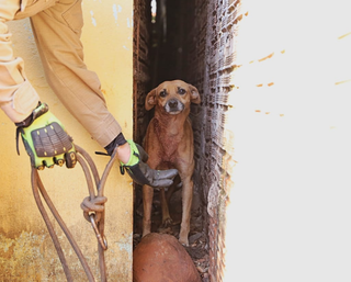 Com várias mordidas, vira-lata se escondeu em uma fresta entre a casa e o muro (Foto: Kisie Aionã) 