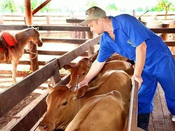 Calend&aacute;rio de vacina&ccedil;&atilde;o contra febre aftosa retorna a partir de novembro