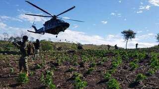 Helicóptero da PF brasileira sobrevoa lavoura de maconha no Paraguai (Foto: Divulgação/Senad)
